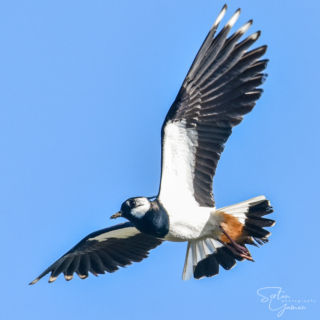 Northern lapwing flying | sertanyaman.com photography