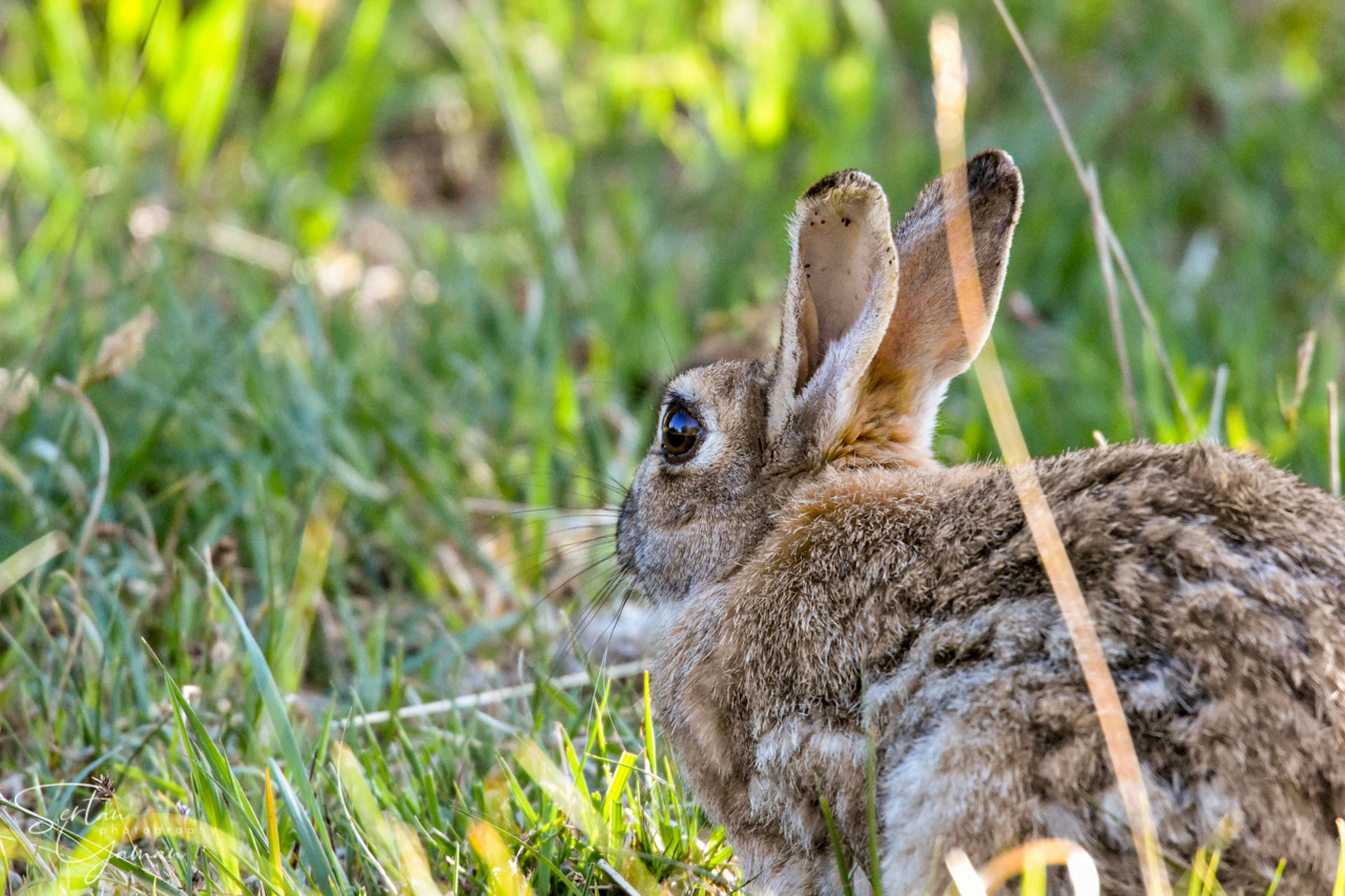 Rabbit in spring