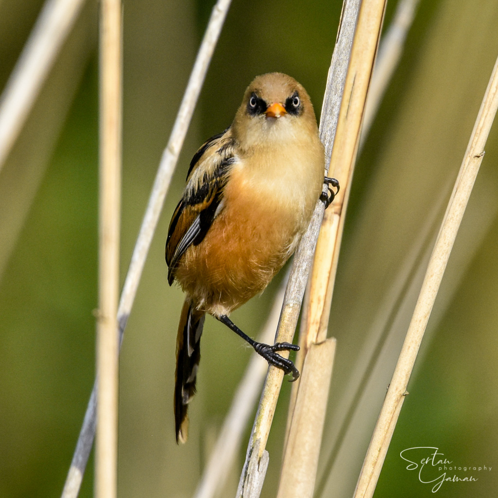 Bearded reedling