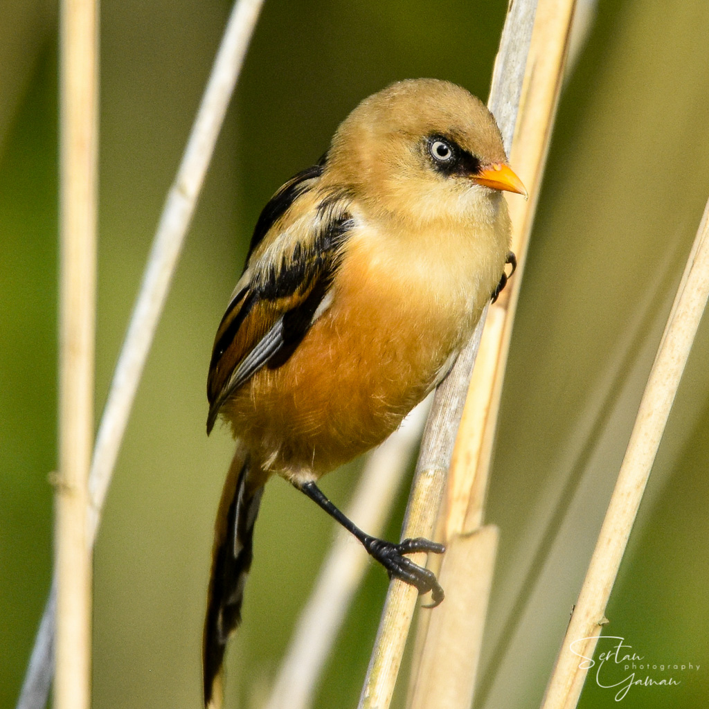 Bearded reedling close