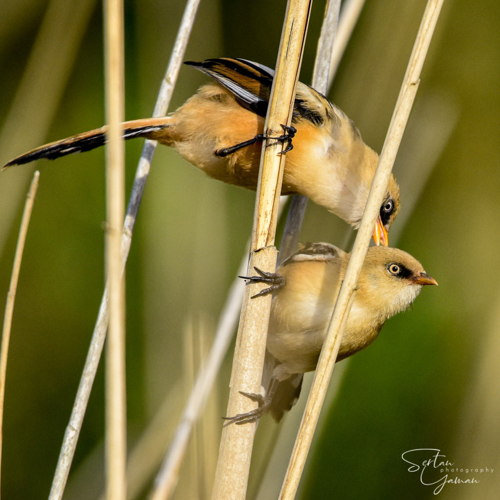 Bearded reedlings