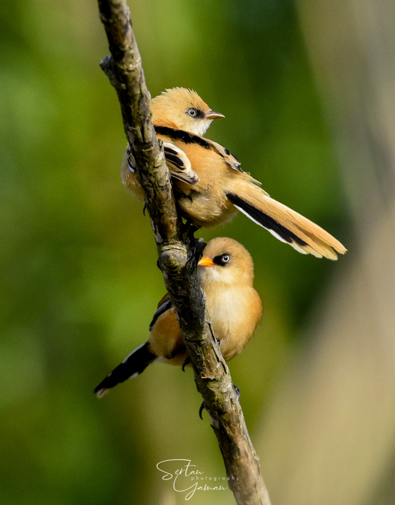 Bearded reedlings