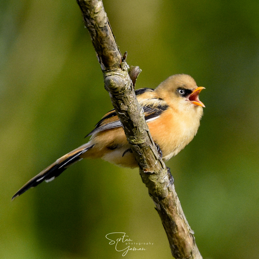 Bearded reedling