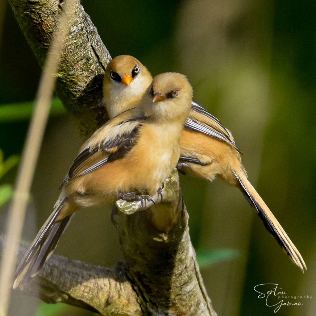 Bearded reedlings