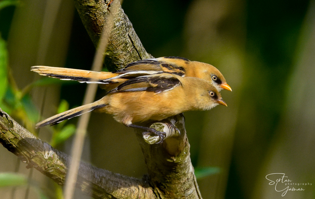 Bearded reedlings