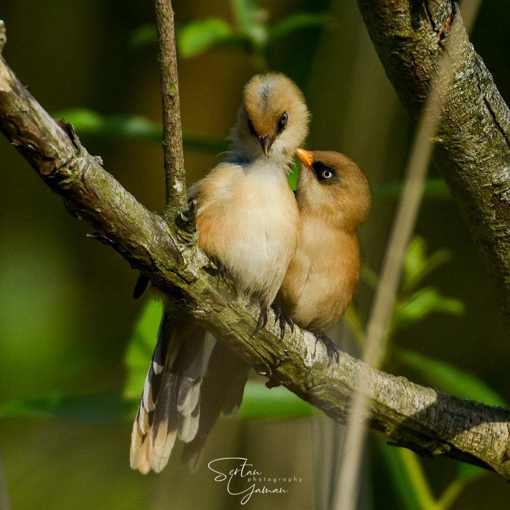 Flirt