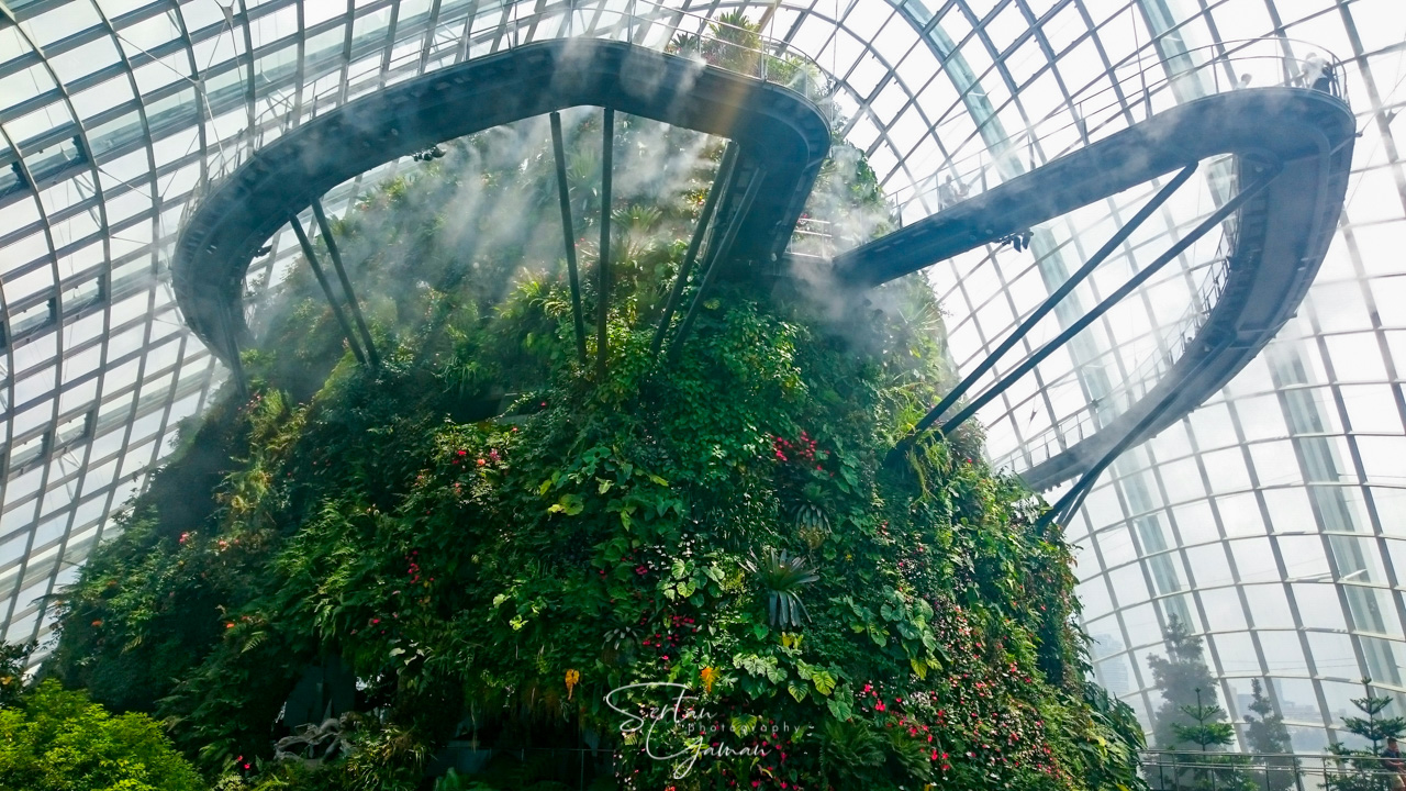 The cloud forest