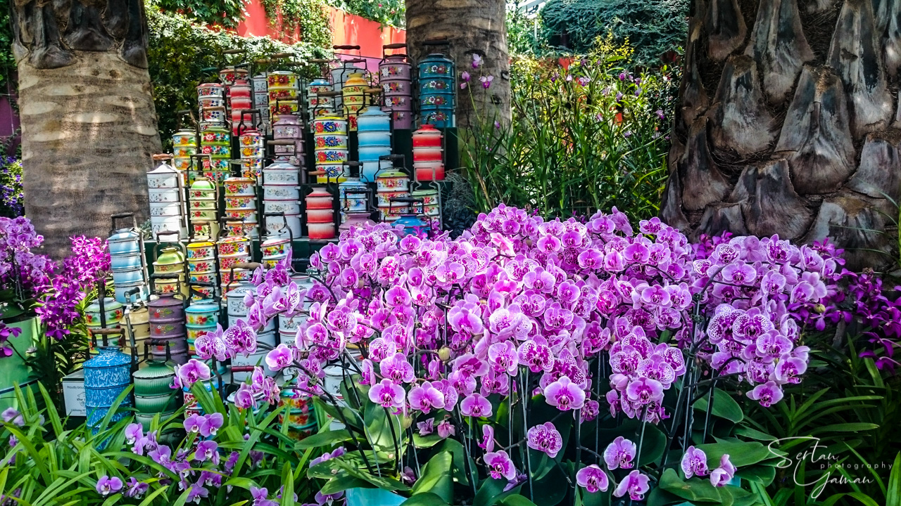 Flowers of Singapore
