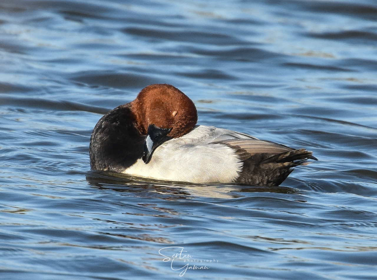 Sleeping wigeon duck
