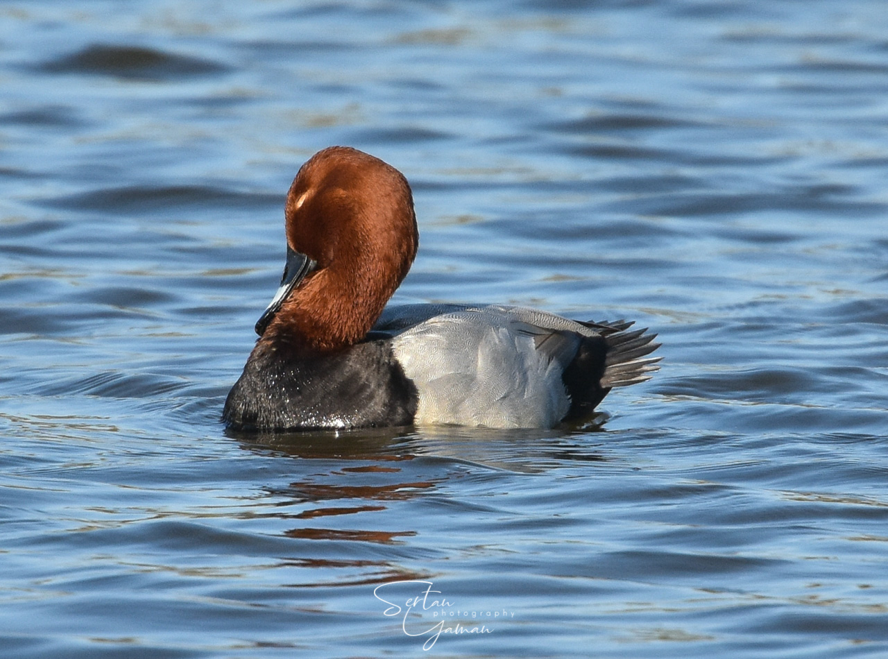 Elegant wigeon duck