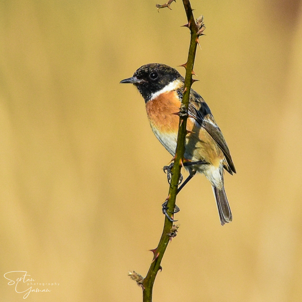 Stonechat 