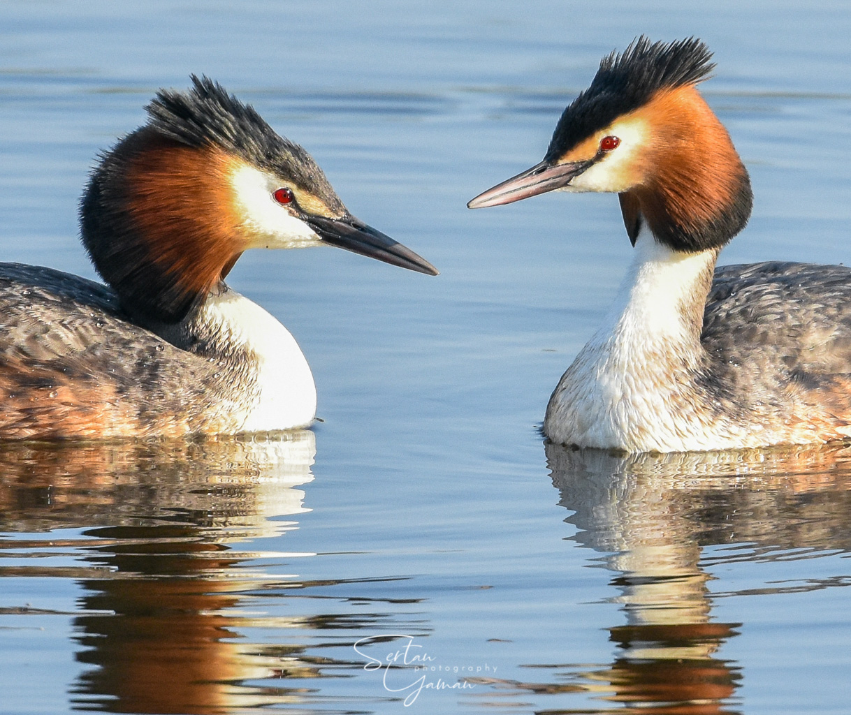 Great-crested Grebe couple