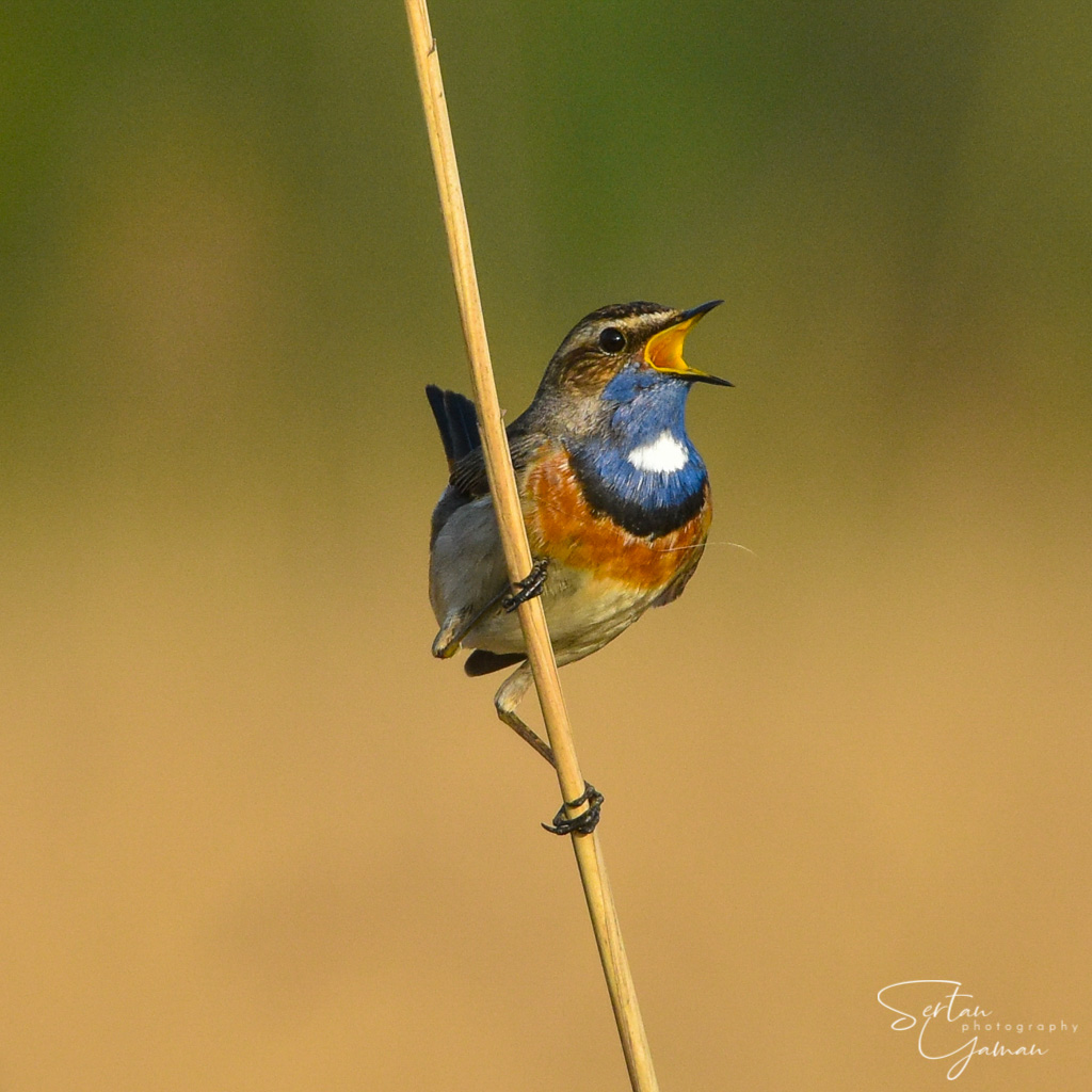Bluethroat singing
