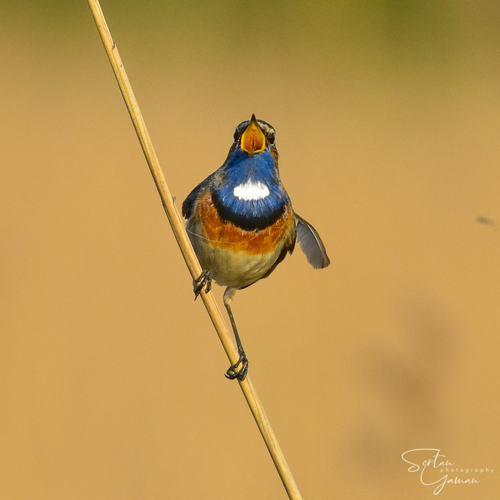 Bluethroat singing