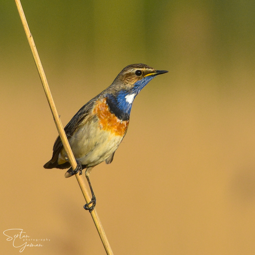 Bluethroat searching a mate