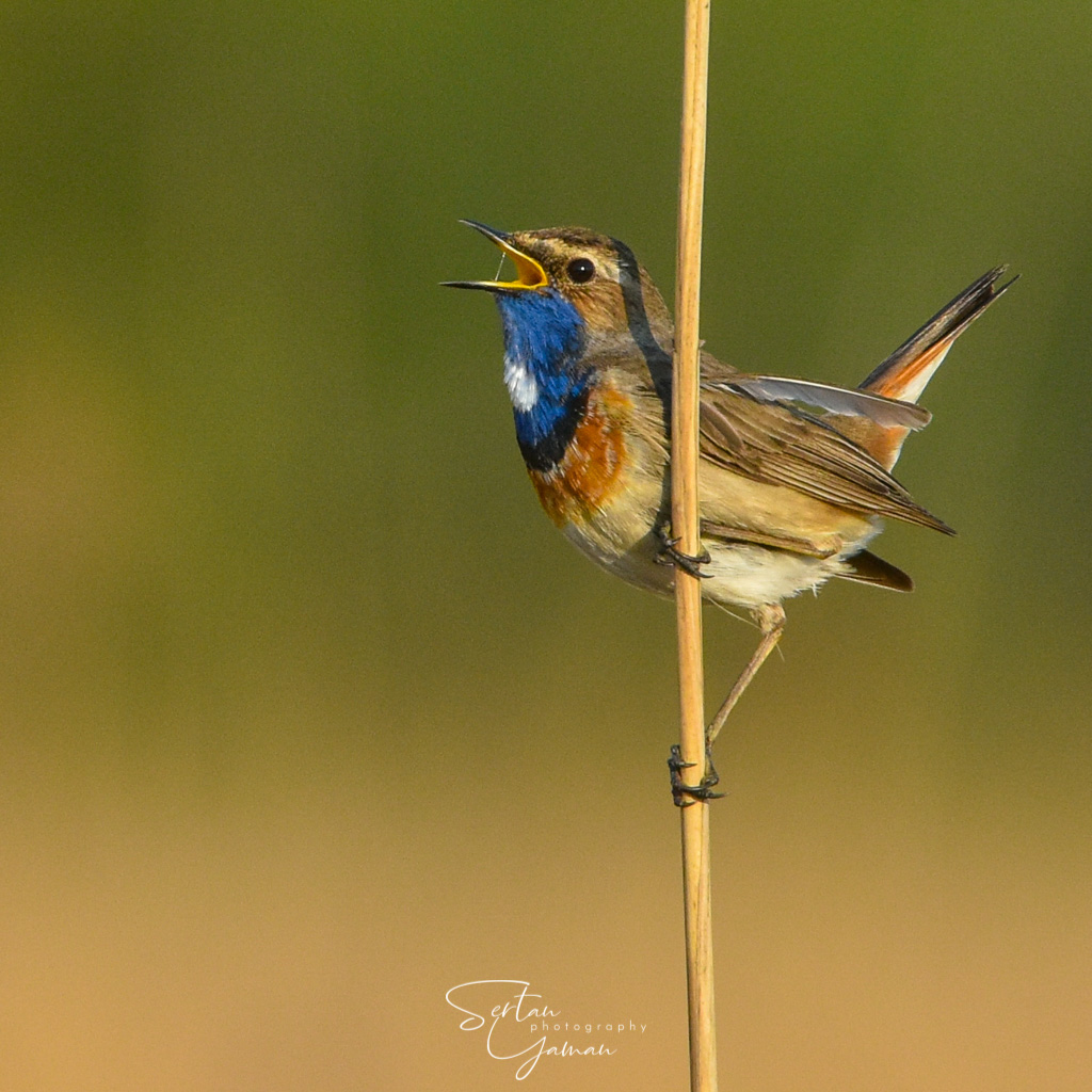Bluethroat singing