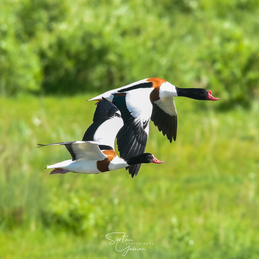 Shelduck on flight