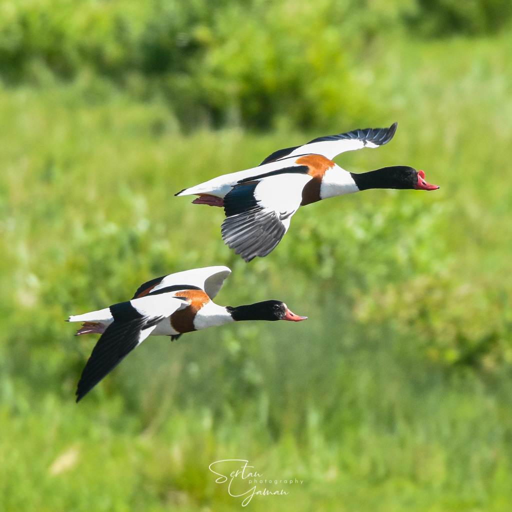 Shelduck on flight