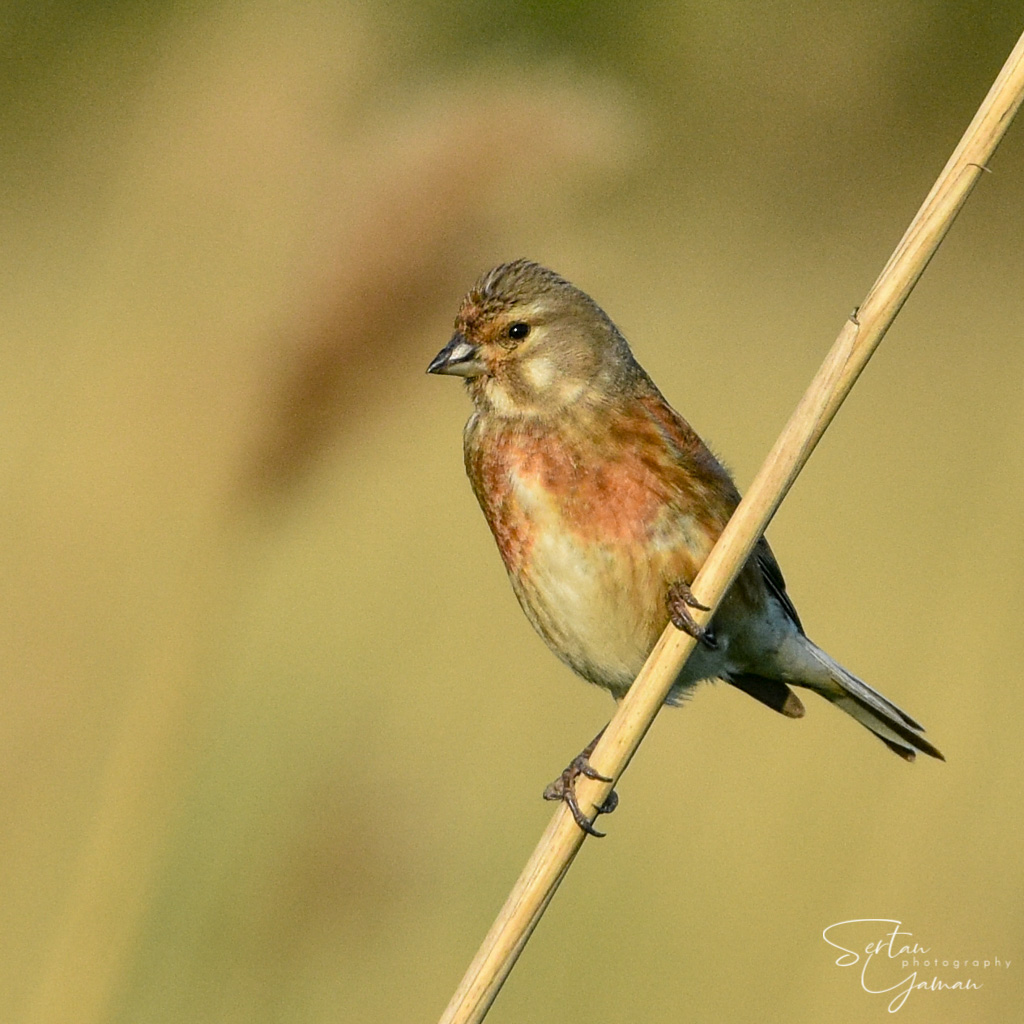 Male linnet