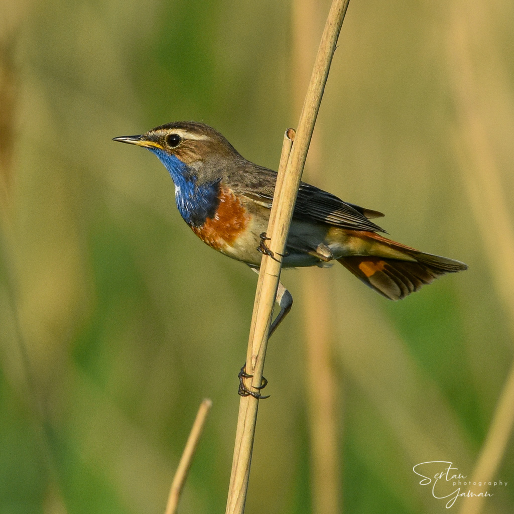 Young Bluethroat