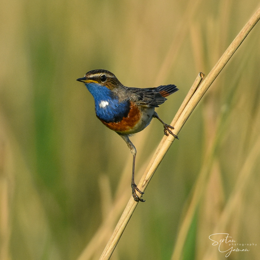 Young Bluethroat 