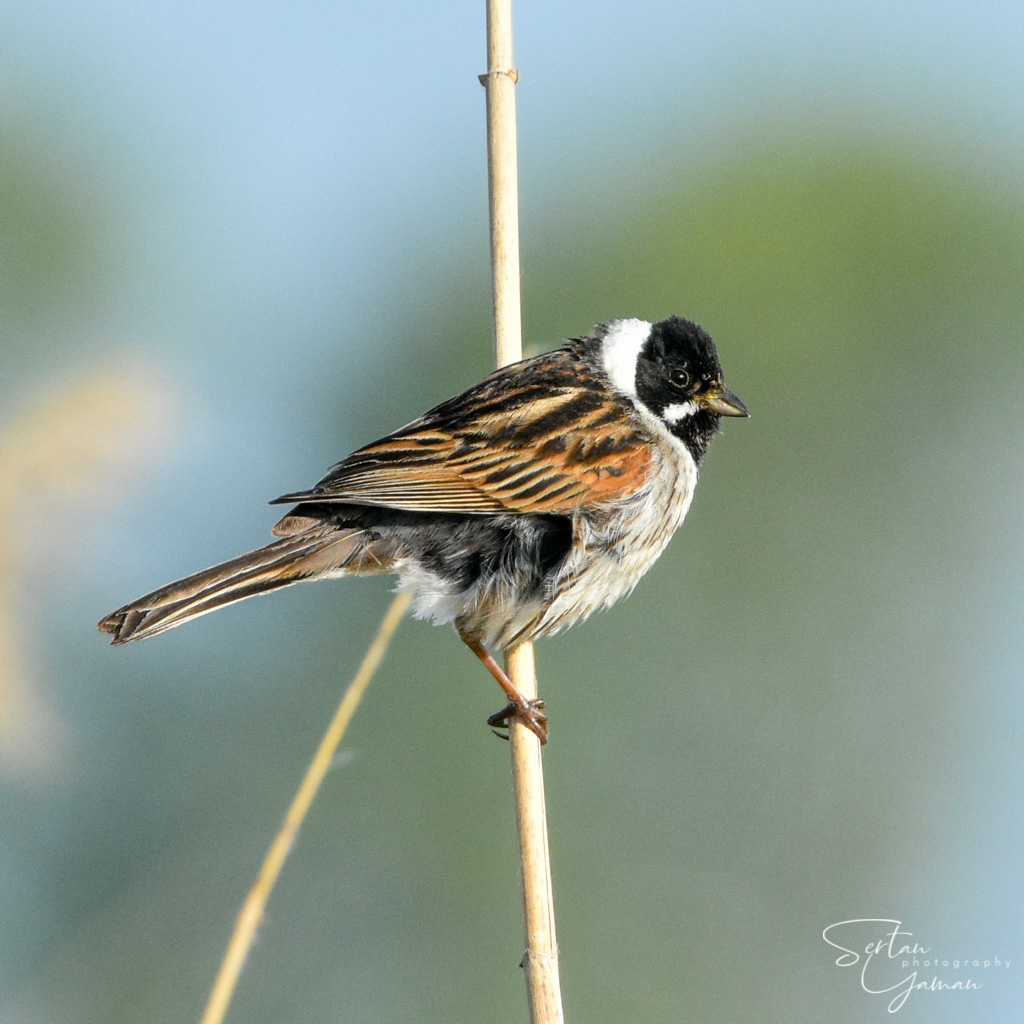 Reed bunting
