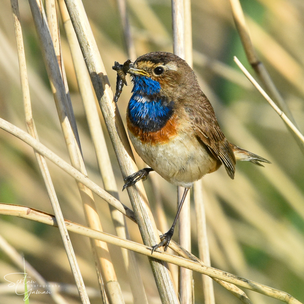 A young bluethroat feeding