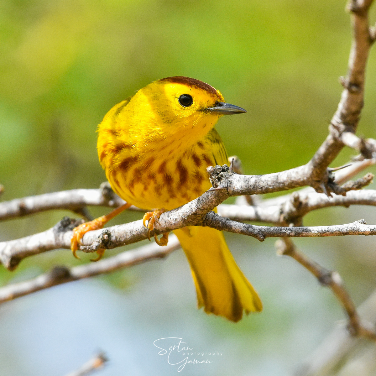 Yellow warbler in Bonaire