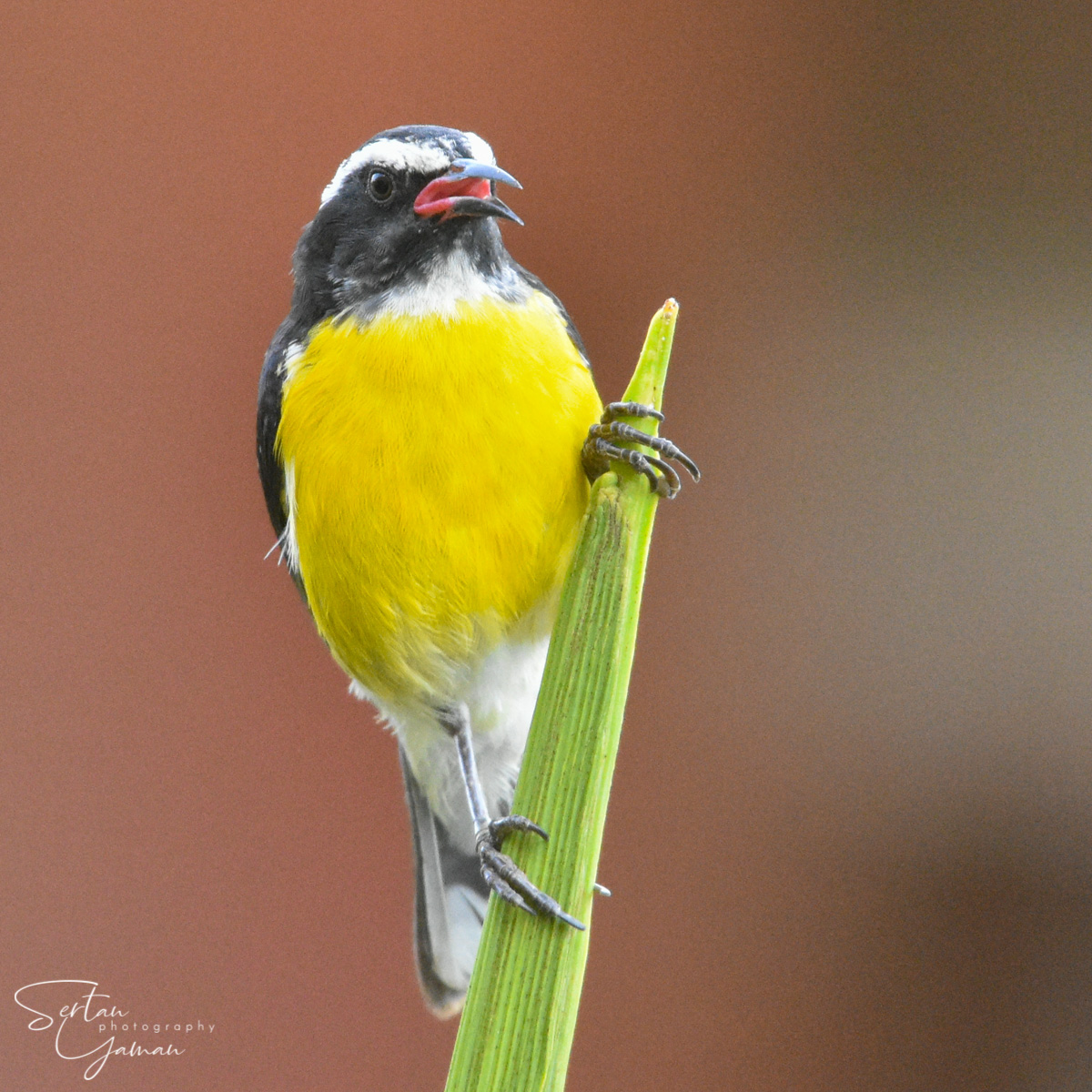 Bananaquit