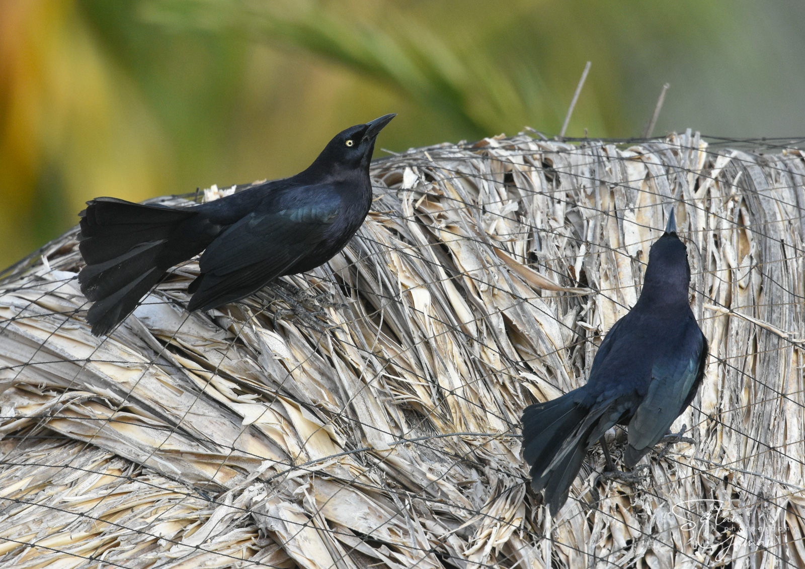 Tropical blackbirds mating