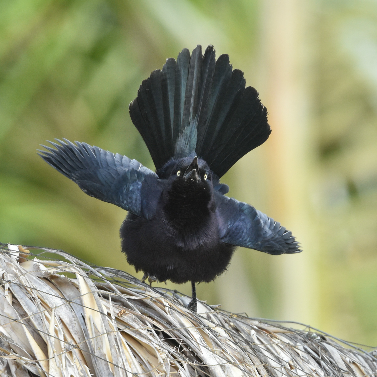 Tropical blackbird in mating dance