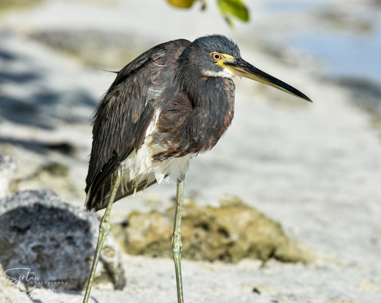 Tricolored heron