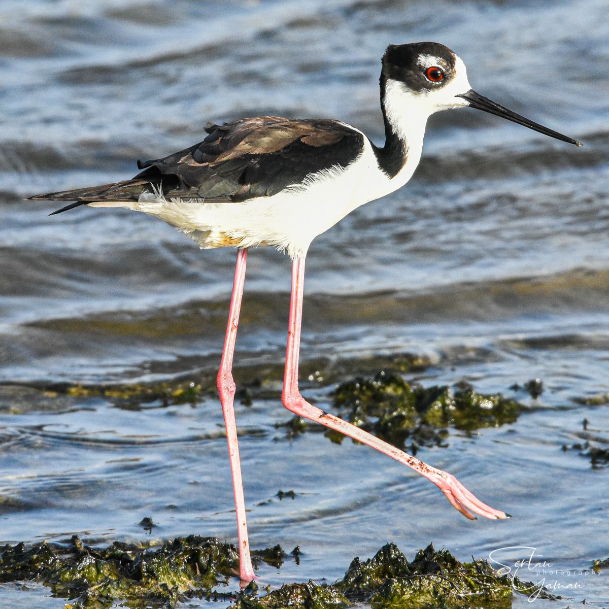 Black necked stilt