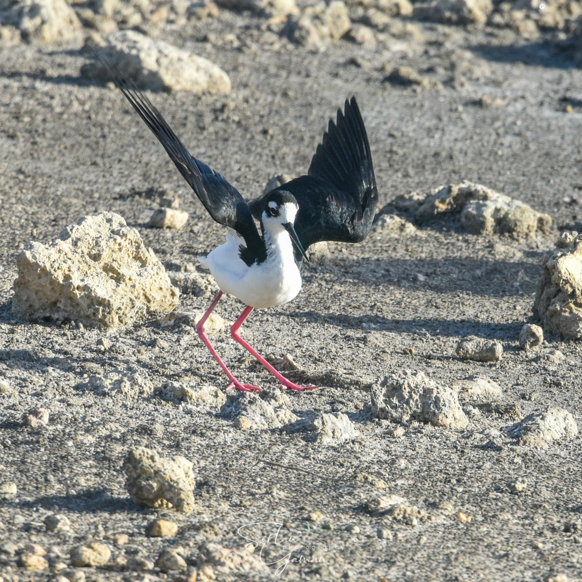 Black necked stilt