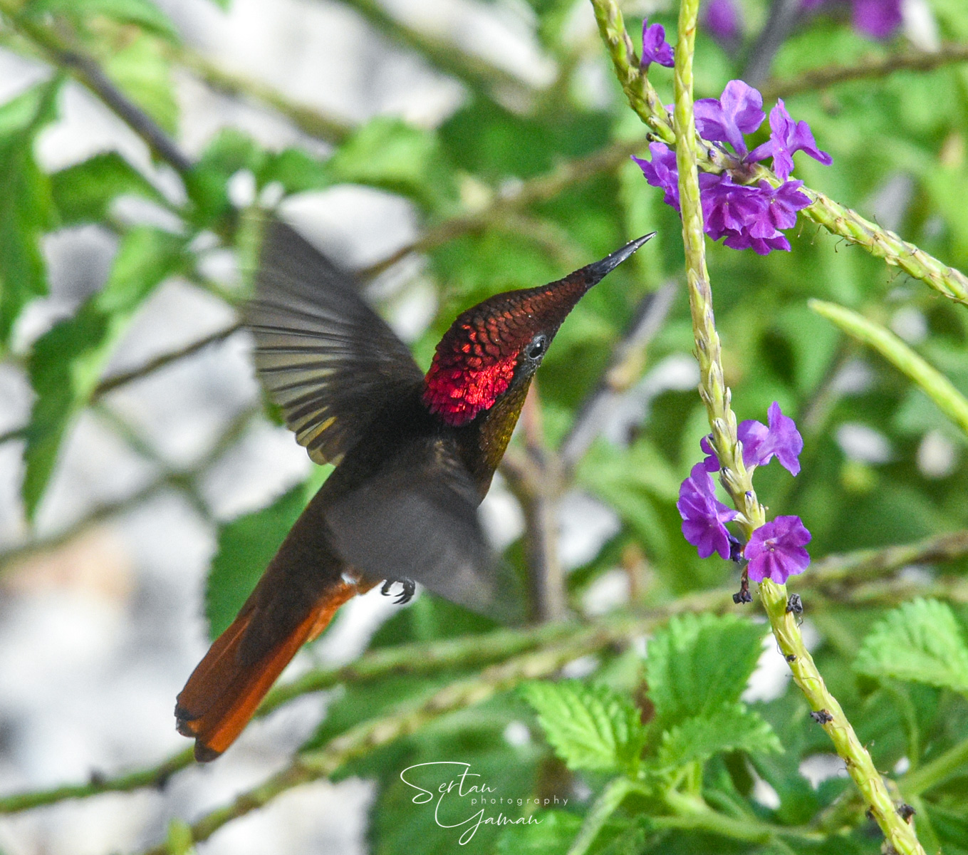 Caribbean hummingbird