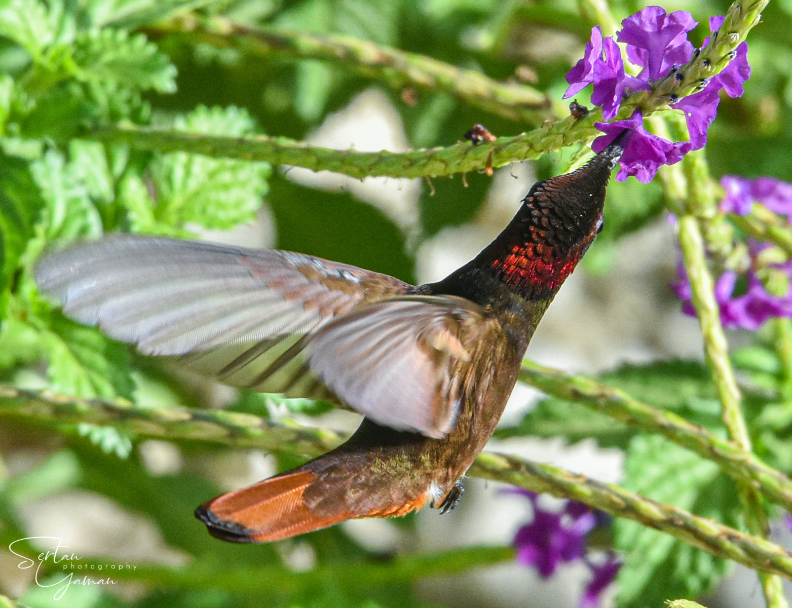 Caribbean hummingbird