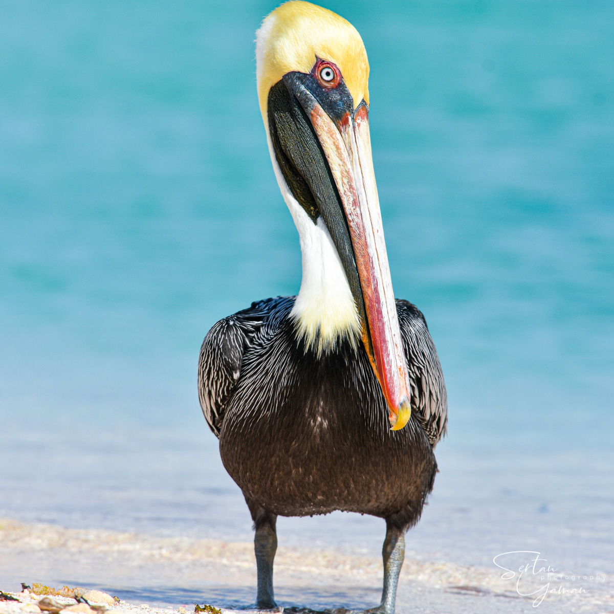 Caribbean brown pelican