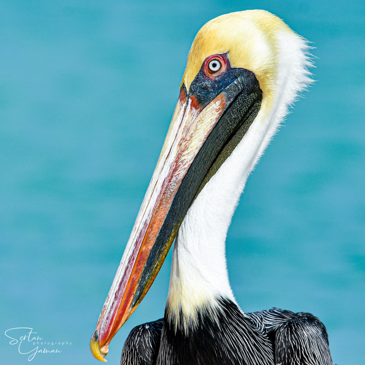 Caribbean brown pelican