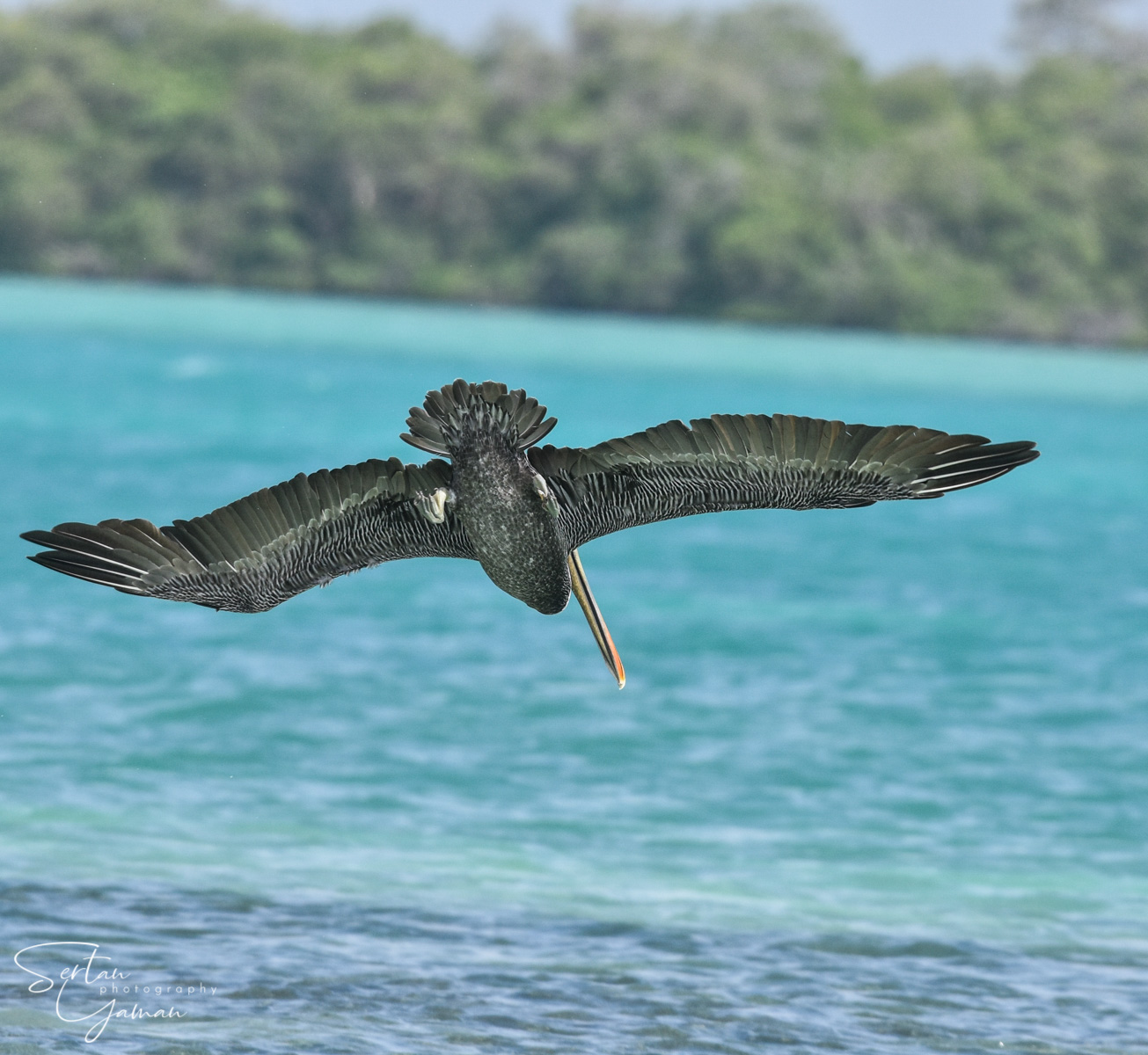 Caribbean brown pelican diving into sea