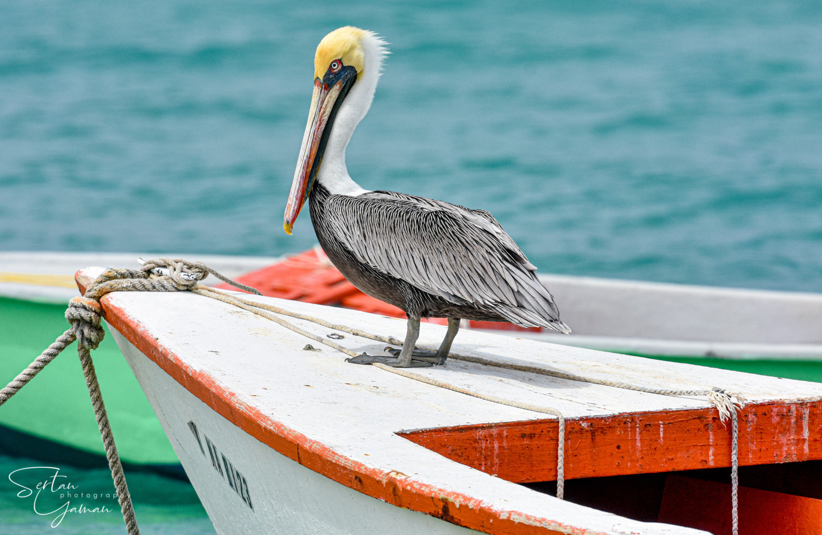 Caribbean brown pelican