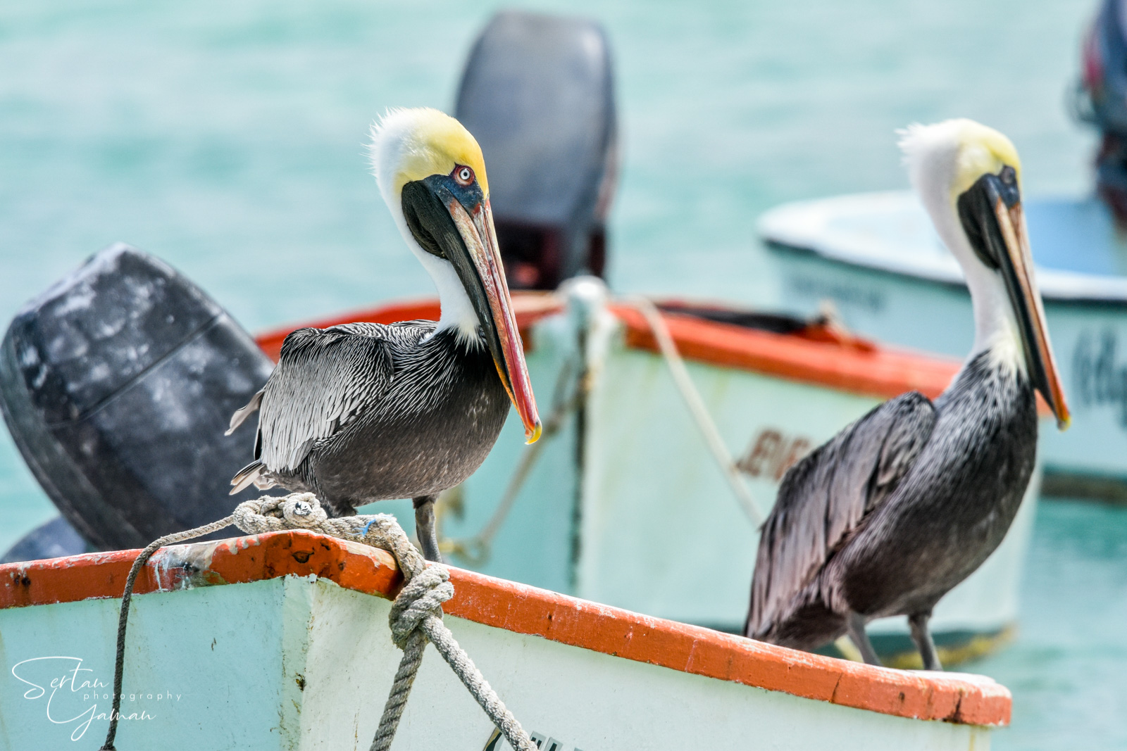 Caribbean brown pelicans