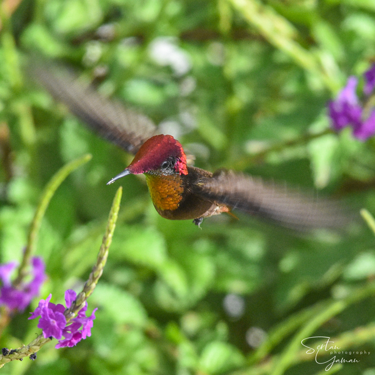 Caribbean hummingbird