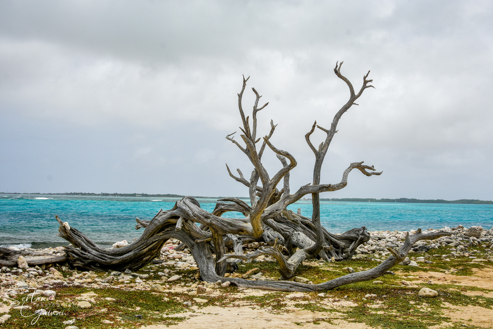 Dead tree on the east coast of Bonaire