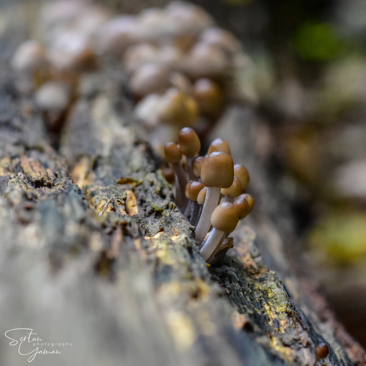 Tree trunk mushrooms