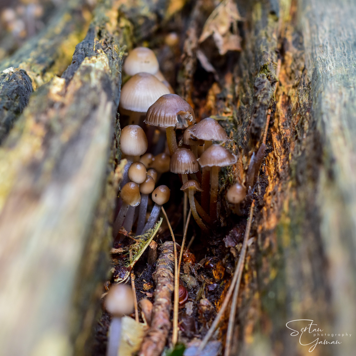 Tree trunk mushrooms