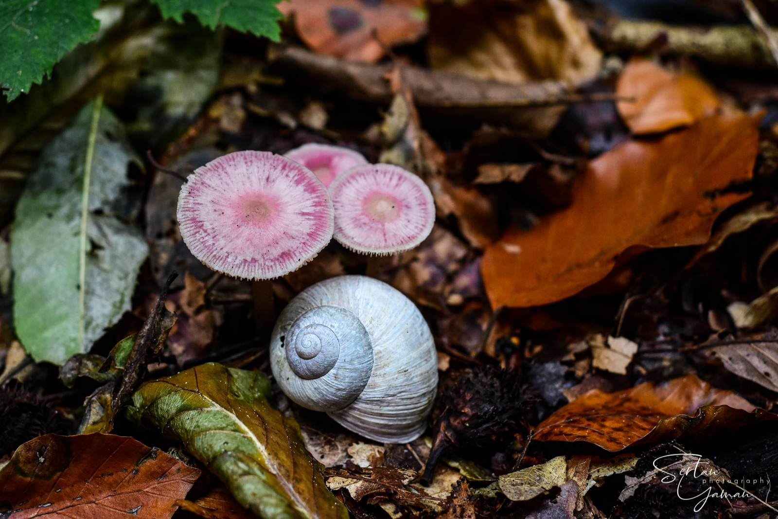 Autumn garden