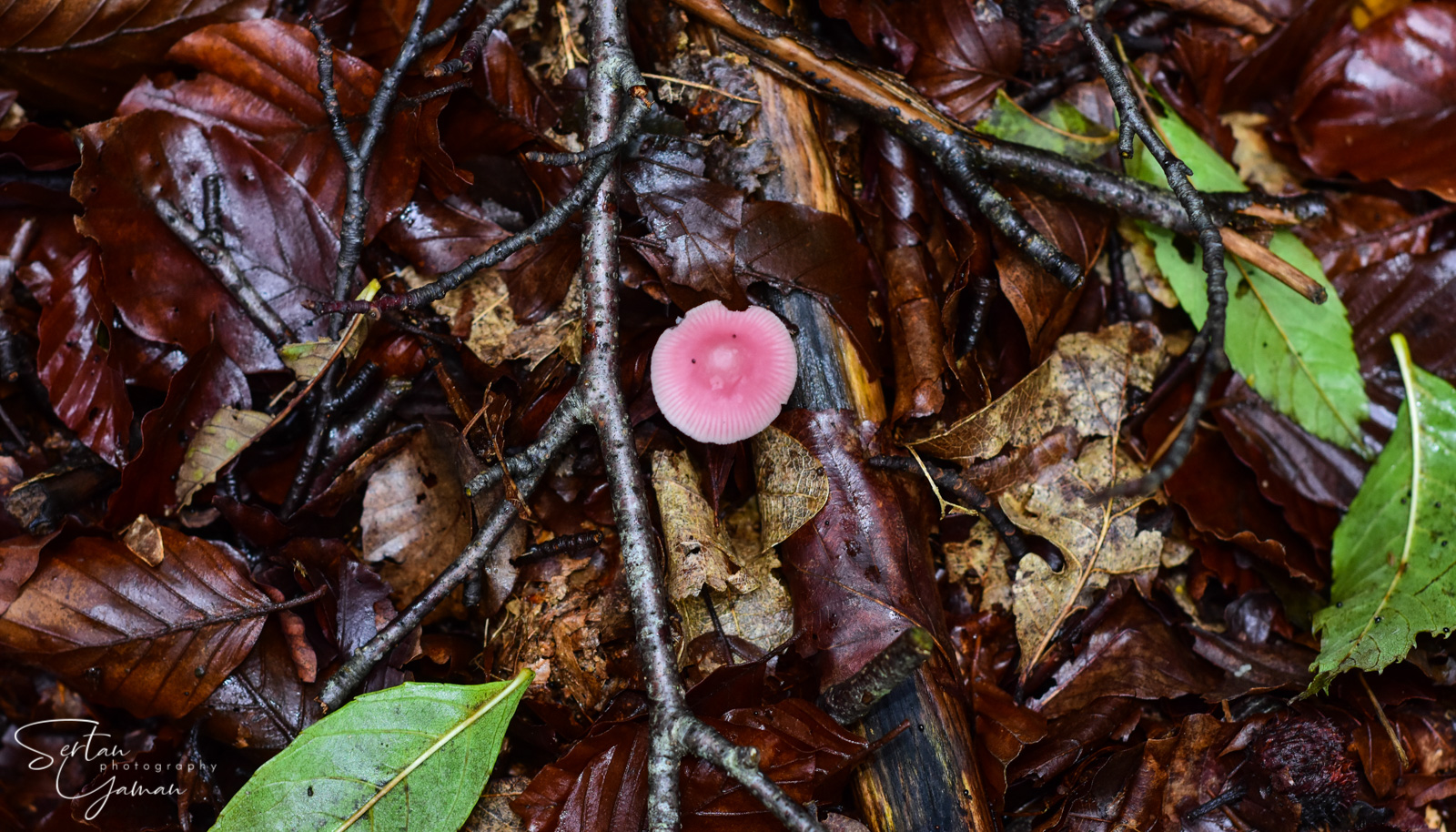 Autumn fruits