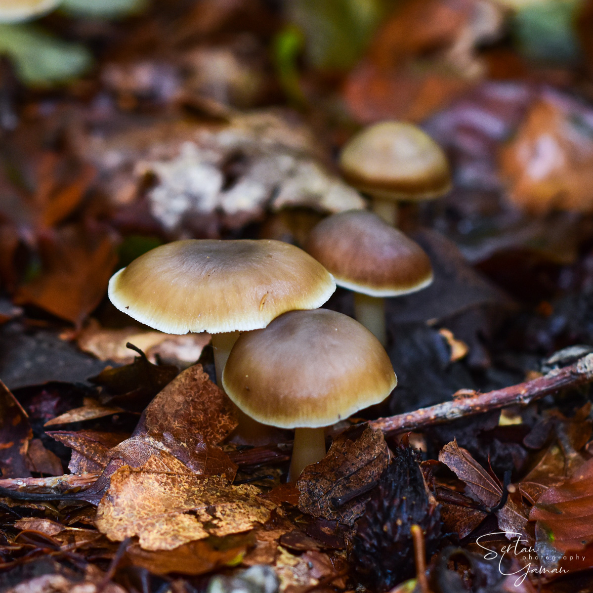 Mushrooms in Oostvoornsemeer