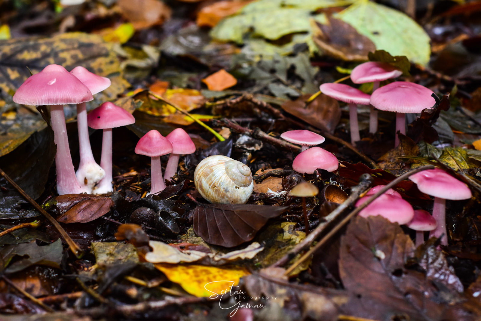 Pink mushrooms in Oostvoornsemeer