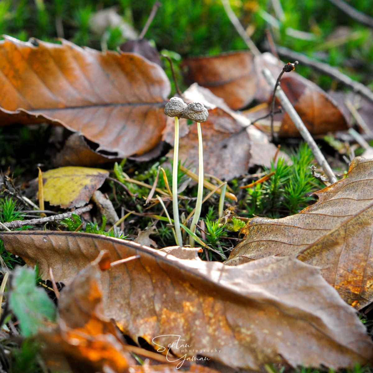 Autumn mushrooms